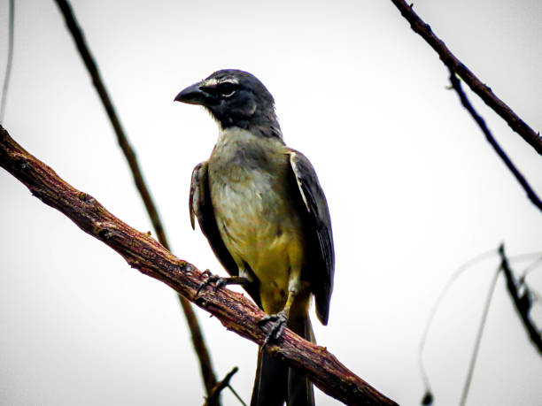 istock Tropical Kingbird from Venezuela 812787678