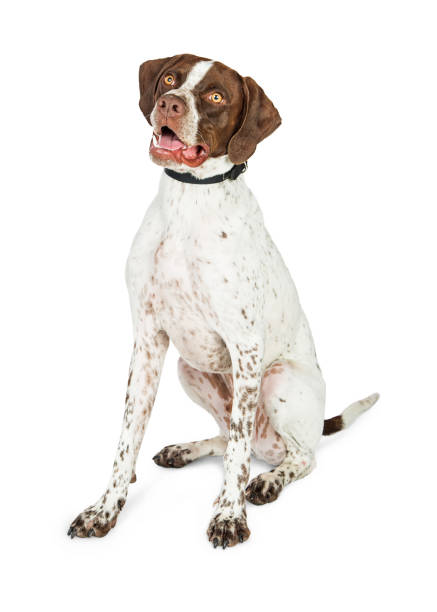 istock Happy Shorthaired Pointer Dog Sitting on White 812790466