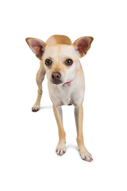 istock Yellow Short-Haired Chihuahua Dog 812790654