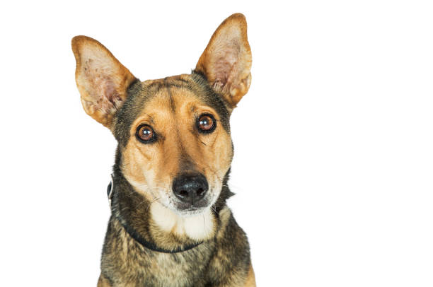 istock Portrait Shepherd Crossbreed Dog Big Ears 812790856