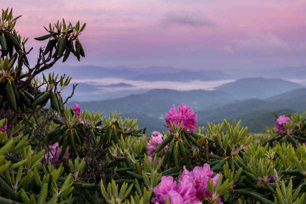 istock Foggy Valley and Pink Sky Behind Rhododendron 812793030