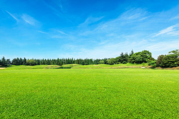 istock Green field and blue sky 812793066
