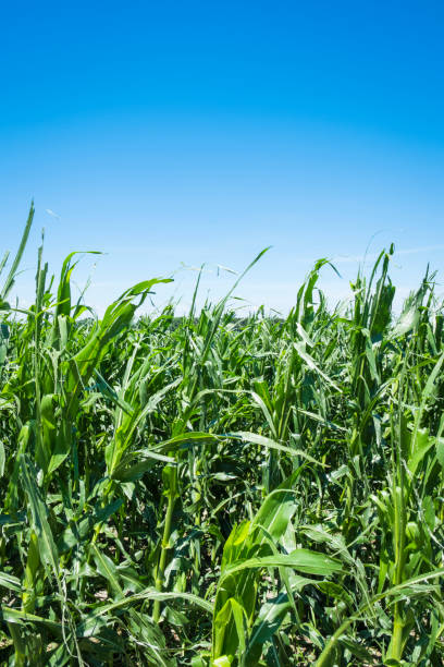 istock Field Of Corn Crops Damaged By A Severe Hailstorm 812793216