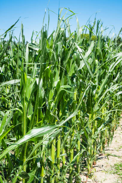 istock Field Of Corn Crops Damaged By A Severe Hailstorm 812793250
