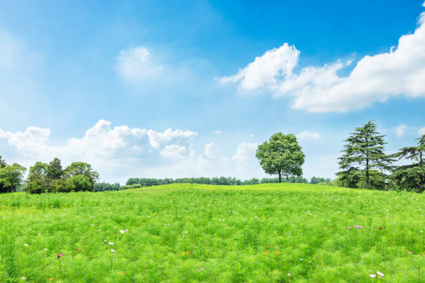 istock Green field and blue sky 812793428