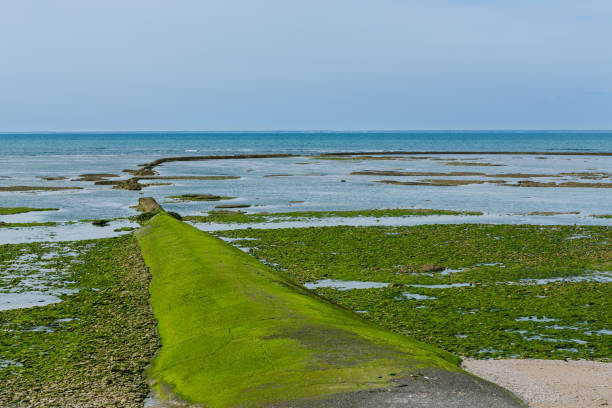 strand von ile de re, ars-en-ré (frankreich) - ile de re stock-fotos und bilder