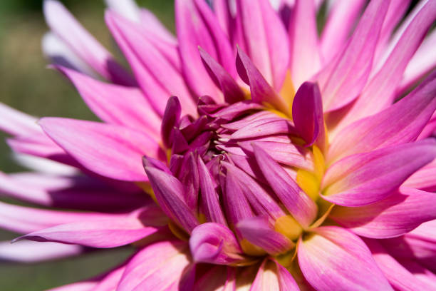 istock Pink Dahlia in full bloom 812798322