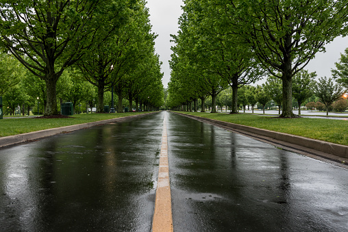 Wet Tree Lined Road in Spring on a rainy day