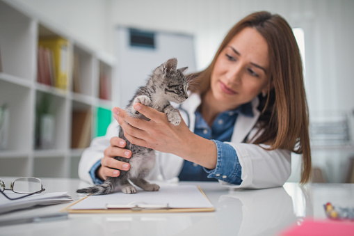 Veterinarian examining cat in veterinary clinic.Visit to veterinary clinic. Healthcare of your pet.