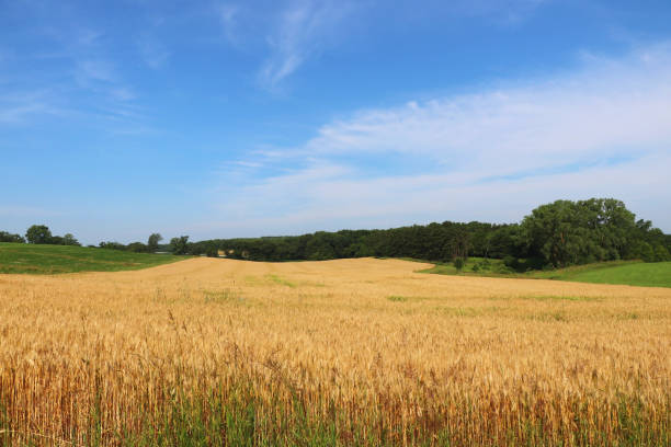 istock Agriculture, agronomy and farming background. 812807236