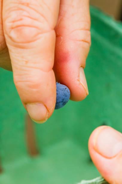 istock Woman Picking Blueberries On A Berry Farm 812807420