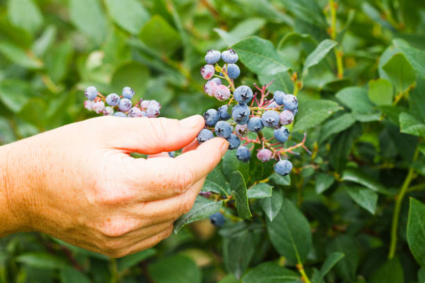 istock Woman Picking Blueberries On A Berry Farm 812807540