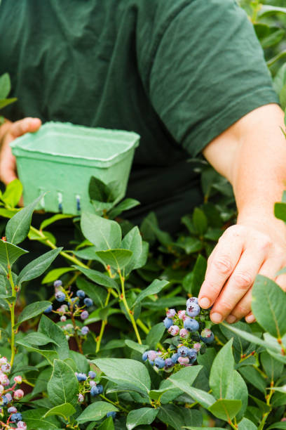 istock Woman Picking Blueberries On A Berry Farm 812807608
