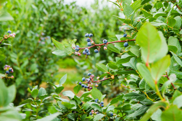 istock Ripe Blueberries On A Berry Farm. Selective Focus 812807616