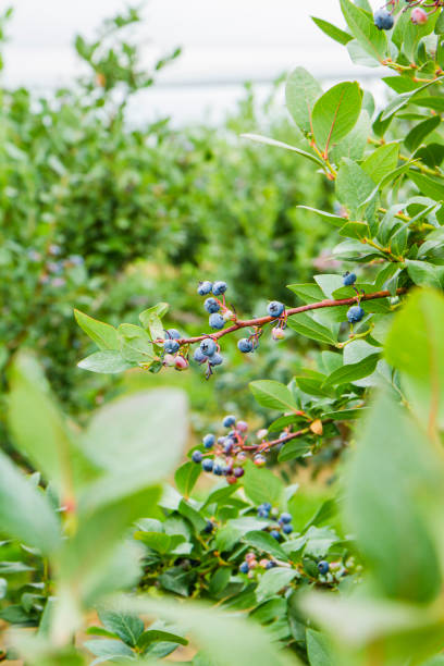istock Ripe Blueberries On A Berry Farm. Selective Focus 812807636