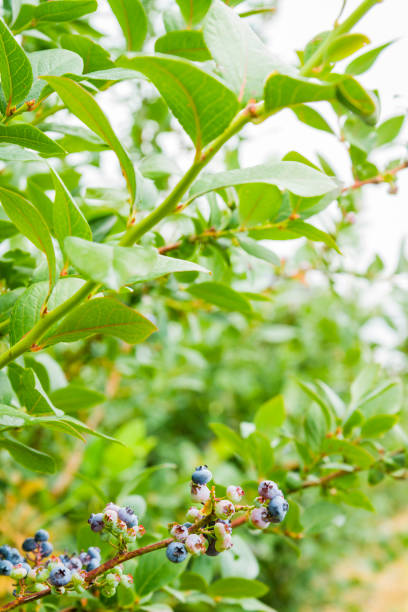 istock Ripe Blueberries On A Berry Farm. Selective Focus 812807648