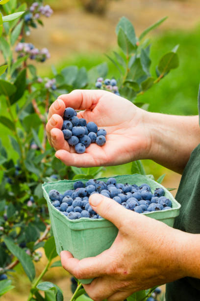 istock Woman Picking Blueberries On A Berry Farm 812807682