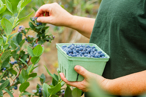 Woman Picking Blueberries On A Berry Farm