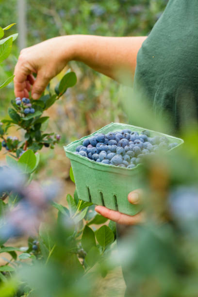 istock Woman Picking Blueberries On A Berry Farm 812807704