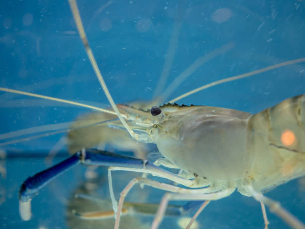 istock Prawns in glass tank. 812812446