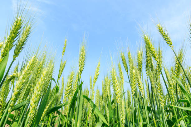 istock Green wheat field and sunny day 812815082