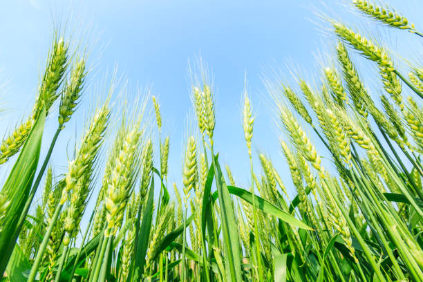 istock Green wheat field and sunny day 812818196