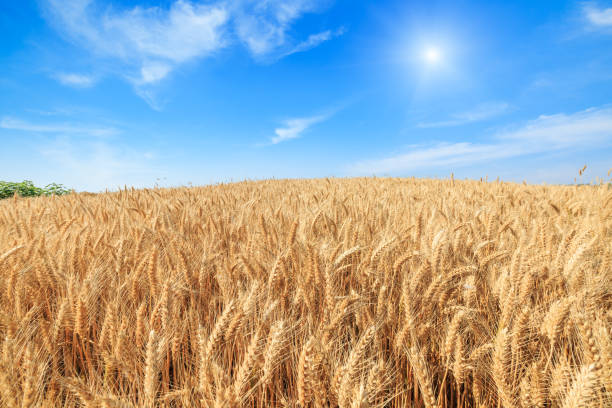 istock Ripe wheat field and blue sky landscape 812823120