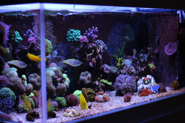istock Coral reef aquarium tank 812823430