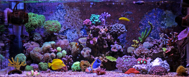istock Coral reef aquarium tank 812823432