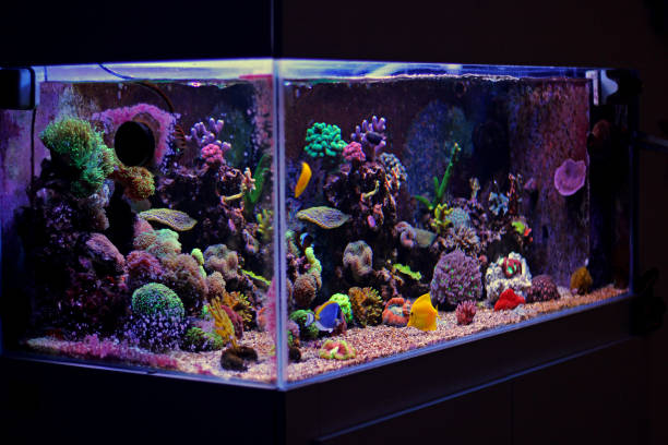 istock Coral reef aquarium tank 812823438