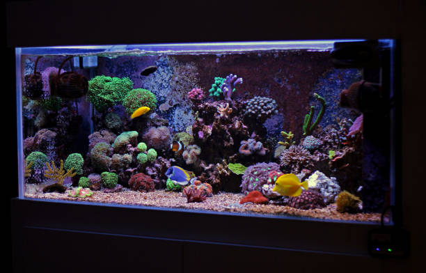 istock Coral reef aquarium tank 812823448