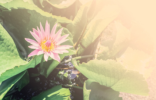 background,nature,flower,lotus,sunlight