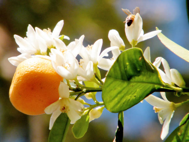 Tangerine fruit and flower on a tree in Or Yehuda, Israel, February 17, 2011