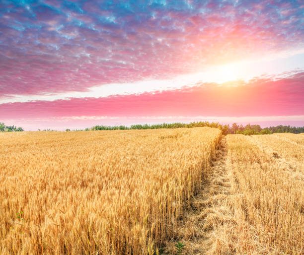istock Ripe wheat field landscape at sunset 812834114