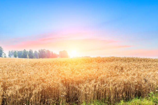 istock Ripe wheat field landscape at sunset 812834372