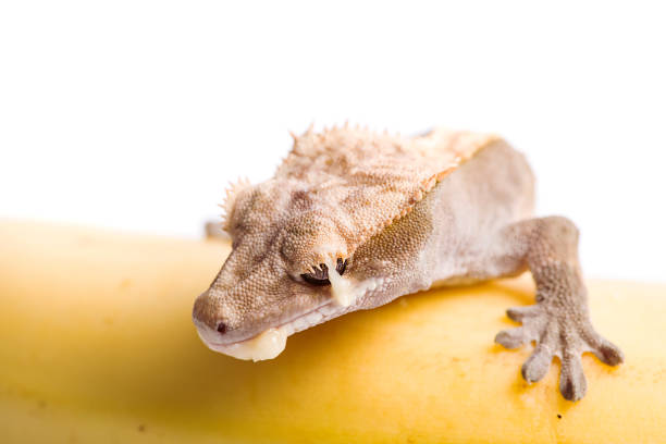 istock Crested gecko on banana isolated white background 812836732