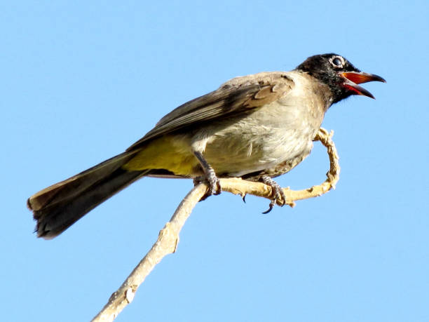 istock Or Yehuda the Black-eyed Bulbul 2011 812836784