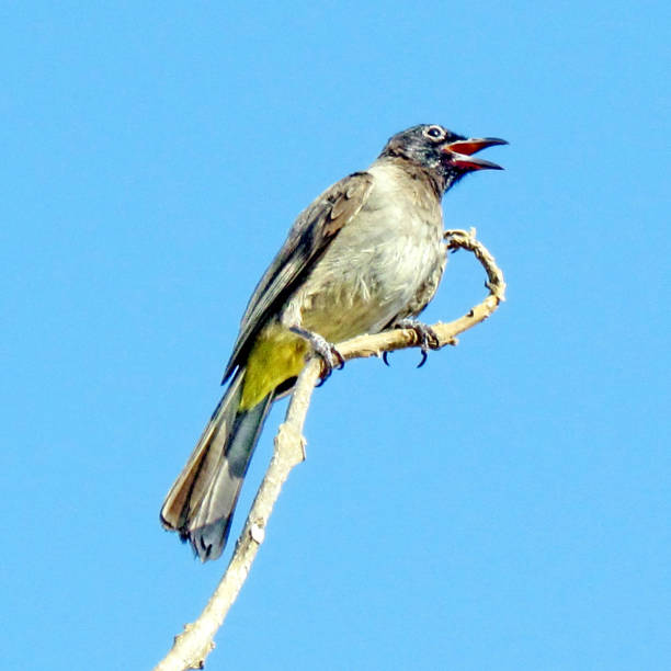 istock Or Yehuda the Black-eyed Bulbul on branch 2011 812836790