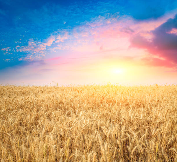 istock Ripe wheat field landscape at sunset 812836884