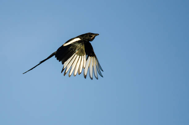 istock Black-Billed Magpie Flying in a Blue Sky 812836890