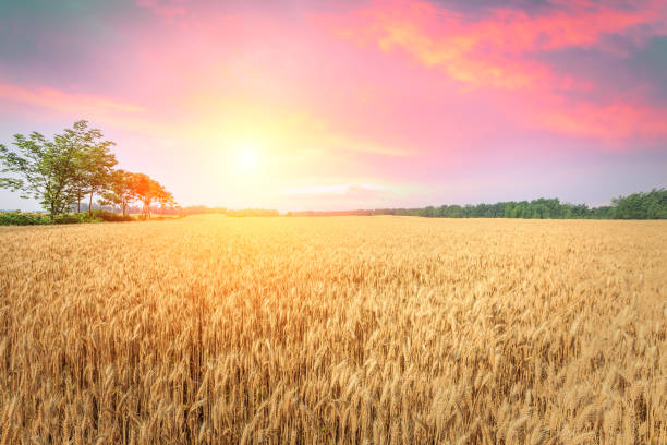 istock Ripe wheat field landscape at sunset 812837352