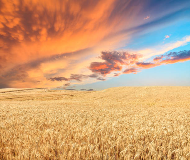 istock Ripe wheat field landscape at sunset 812839918