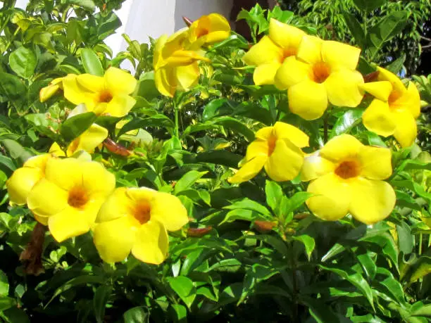 The flowers of Yellow Mandevilla Sanderi in Or Yehuda, Israel