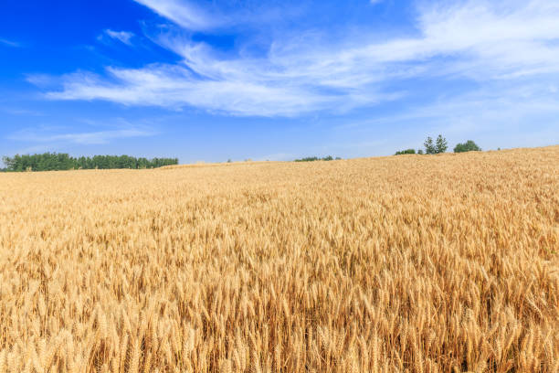 istock Ripe wheat field and blue sky with clouds 812859132