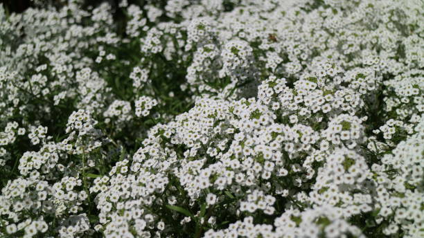 istock Fragrant Annuals in garden in sunny day 812864852