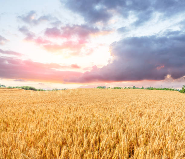 istock Ripe wheat field landscape at sunset 812867446