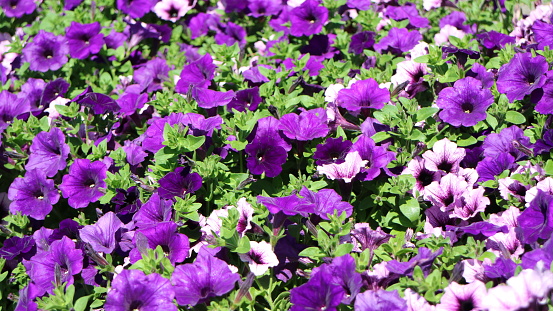 Petunia Purple Wave in garden in sunny day