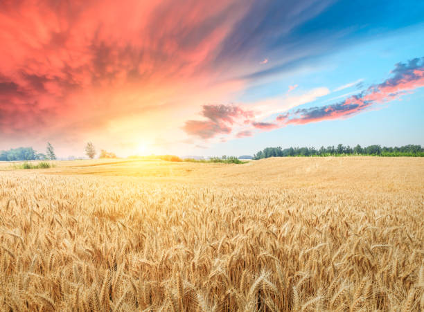 istock Ripe wheat field landscape at sunset 812874256