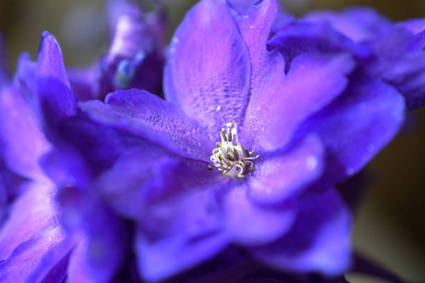 istock Purple Delphinium Close Up 812874622
