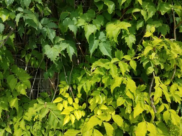 istock green vines growing on metal lattice 812874832